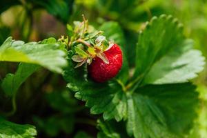 Industrial cultivation of strawberries plant. Bush with ripe red fruits strawberry in summer garden bed. Natural growing of berries on farm. Eco healthy organic food horticulture concept background. photo