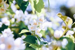 Beautiful white jasmine blossom flowers in spring time. Background with flowering jasmin bush. Inspirational natural floral spring blooming garden or park. Flower art design. Aromatherapy concept. photo