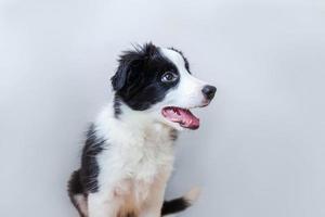 Gracioso retrato de estudio de lindo cachorro smilling border collie sobre fondo blanco. foto