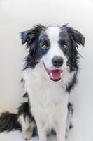 Funny studio portrait of cute smiling puppy dog border collie isolated on white background. New lovely member of family little dog gazing and waiting for reward. Pet care and animals concept. photo