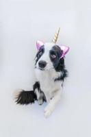 Funny Kawaii portrait puppy dog border collie with unicorn horn isolated on white background. Dog with corn, cute dogcorn. My happy unicorn life. Pet care and animal concept. photo