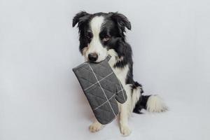 Funny cute puppy dog border collie holding kitchen pot holder, oven mitt in mouth isolated on white background. Chef dog cooking dinner. Homemade food, restaurant menu concept. Cooking process. photo