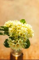 Easter concept. Bouquet of Primrose Primula with yellow flowers in glass vase on wooden backdrop. Inspirational natural floral spring or summer blooming background. Copy space. photo