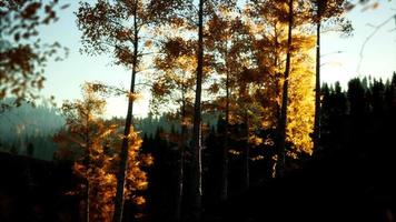 paysage d'automne de montagne avec forêt jaune video