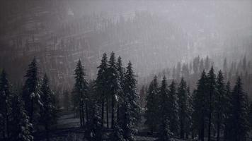 Árboles de cono cubiertos de nieve de invierno de 8k en la ladera de la montaña video