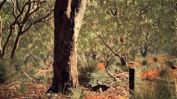 cespuglio australiano con alberi sulla sabbia rossa video