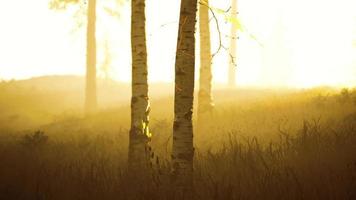 niebla fresca temprano en la mañana en el bosque al amanecer video