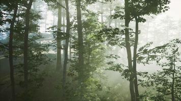 vista panorámica del majestuoso bosque en una niebla matutina video