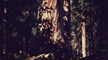beroemd sequoiapark en gigantische sequoiaboom bij zonsondergang video