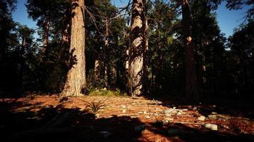 sequoia-sequoiabomen in het bos van het sequoia National Park video