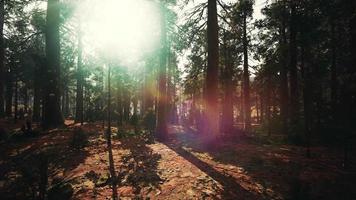 alter wald-mariposa-hain im yosemite-nationalpark von kalifornien video