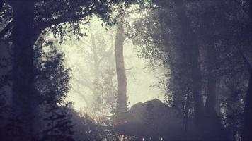 rayos de sol entrando en el bosque en una brumosa mañana otoñal video