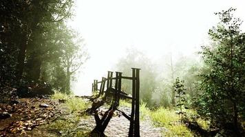 hyperlapse em uma floresta de verão no nevoeiro video