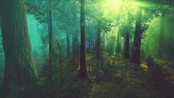 brouillard matinal dans la forêt de séquoias géants video