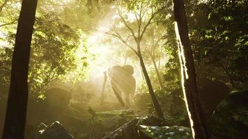 vista en cámara lenta del elefante a la luz del sol video