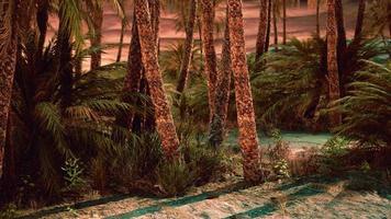 vue intérieure de l'oasis en tunisie