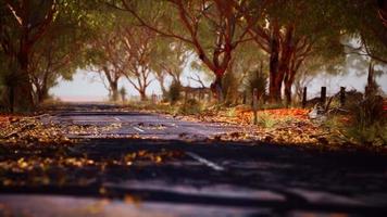 open road in Australia with bush trees video