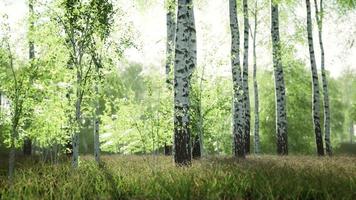 white birch trees in the forest in summer video