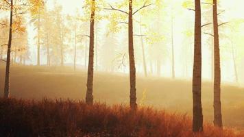 unrise or sunset in a birch forest with rays of sun shining through tree trunks video