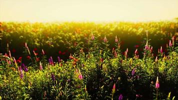 fleurs sur le terrain de montagne pendant le lever du soleil en été video