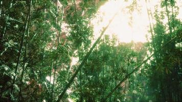 floresta de bambu asiática com luz solar da manhã video