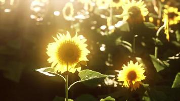 Feld blühender Sonnenblumen bei Sonnenuntergang video