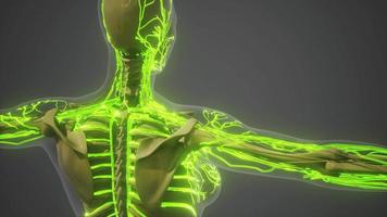 wetenschappelijke anatomie van menselijke bloedvaten video