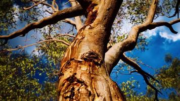 Eukalyptus im roten Zentrum Australiens video