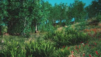 paisagem idílica nos Alpes com prados verdes frescos video