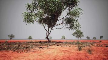 savana africana seca com árvores