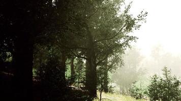 sun is shining through the trees in a young forest timelapse video