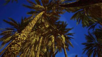 tropical palm trees from below video