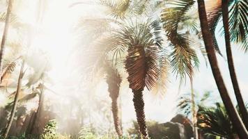 misty rainforest and bright sun beams through trees branches video