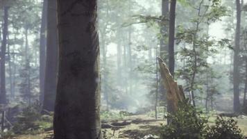 forêt brumeuse avec une douce lumière du soleil video