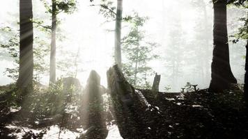panoramic view of the majestic forest in a morning fog video