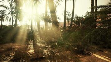zandduinen en palmbomen in woestijn sahara video