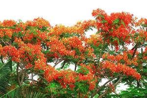 flame tree red orange yellow flower blooming new born green leaves on the tree isolated photo