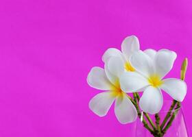 fondo con flores de plumeria tropical blanco sobre fondo de color rosa. enfoque selectivo. lugar para texto foto