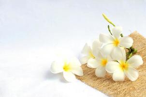white tropical plumeria flowers on white background and copy space for your text photo