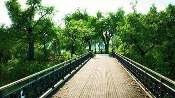 8k old bridge in park in summer time video