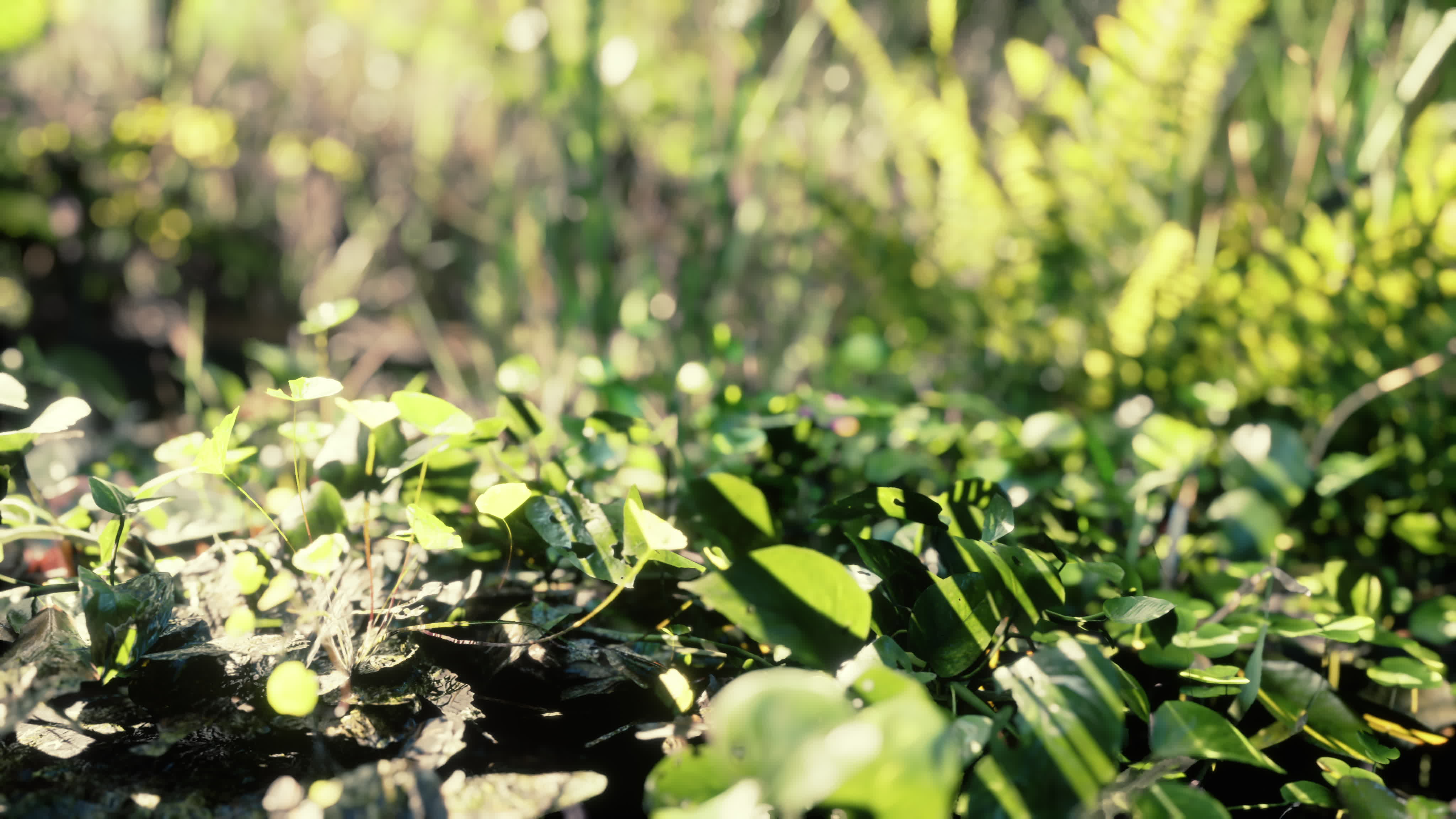 close up nature view of grass on the tropical background 5526442 Stock ...