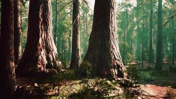 sequoias gigantes no bosque da floresta gigante no parque nacional das sequoias video