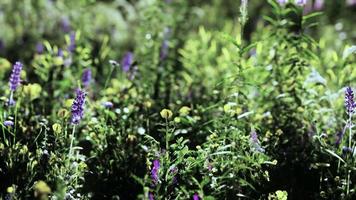 vild äng med blommande vildblommor i mjukt tidig morgon eller solnedgångssolljus video