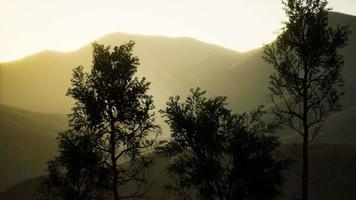 montagnes des carpates brouillard et brume à la forêt de pins video