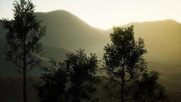 nevoeiro e neblina das montanhas carpáticas na floresta de pinheiros video