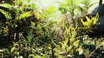 8k Nahaufnahme tropische Natur grüne Blätter und Gras video