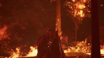 große Flammen von Waldbränden video