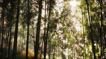 asiatischer bambuswald mit morgensonnenlicht video