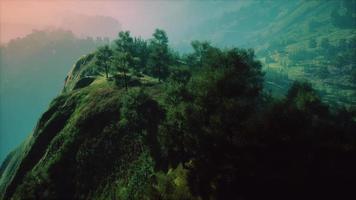 groene bomen in canyon bij zonsondergang met mist video