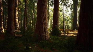 secuoyas gigantes en el bosque gigante del parque nacional de secuoyas video